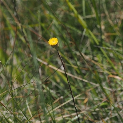 Leptorhynchos squamatus subsp. alpinus (Scaly Buttons) at Cotter River, ACT - 20 Jan 2025 by RAllen