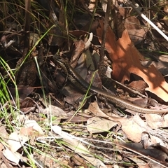 Eulamprus heatwolei at Mogo, NSW - 12 Jan 2025 by DavidDedenczuk