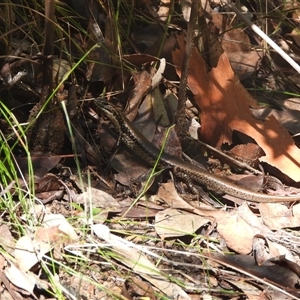 Eulamprus heatwolei at Mogo, NSW by DavidDedenczuk