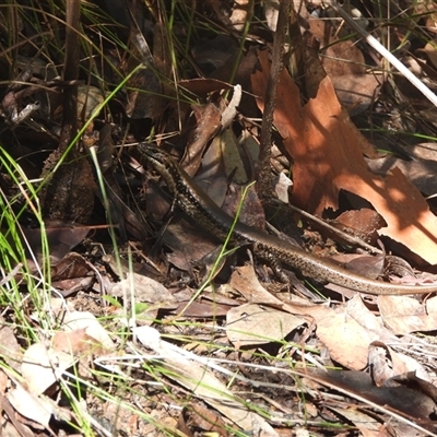 Eulamprus sp. (genus) (Water Skink) at Mogo, NSW - 12 Jan 2025 by DavidDedenczuk