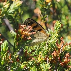 Heteronympha cordace (Bright-eyed Brown) at Cotter River, ACT - 20 Jan 2025 by RAllen