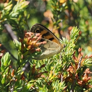 Heteronympha cordace at Cotter River, ACT - 20 Jan 2025 01:10 PM