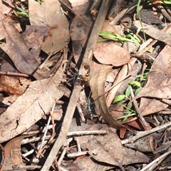 Myrmecia tarsata (Bull ant or Bulldog ant) at Mogo, NSW - 11 Jan 2025 by DavidDedenczuk