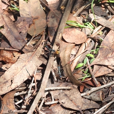 Myrmecia tarsata (Bull ant or Bulldog ant) at Mogo, NSW - 12 Jan 2025 by DavidDedenczuk