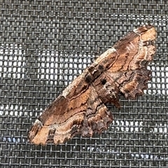 Pholodes sinistraria (Sinister or Frilled Bark Moth) at Weetangera, ACT - 20 Jan 2025 by SarahE