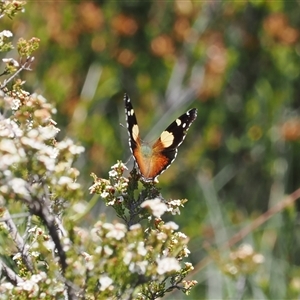 Vanessa itea (Yellow Admiral) at Cotter River, ACT by RAllen