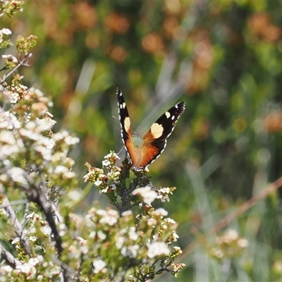 Vanessa itea (Yellow Admiral) at Cotter River, ACT - 20 Jan 2025 by RAllen