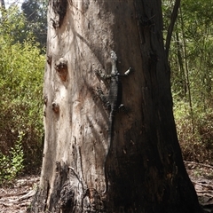 Varanus varius at Mogo, NSW - 11 Jan 2025 by DavidDedenczuk