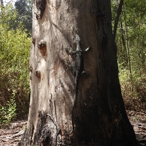 Varanus varius at Mogo, NSW by DavidDedenczuk