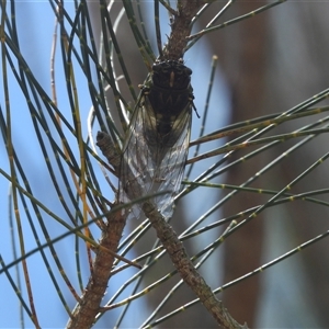 Arunta perulata at Moruya Heads, NSW - 12 Jan 2025 12:15 PM