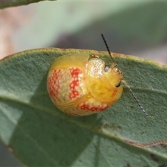 Paropsisterna fastidiosa (Eucalyptus leaf beetle) at Hall, ACT - 25 Jan 2025 by Anna123