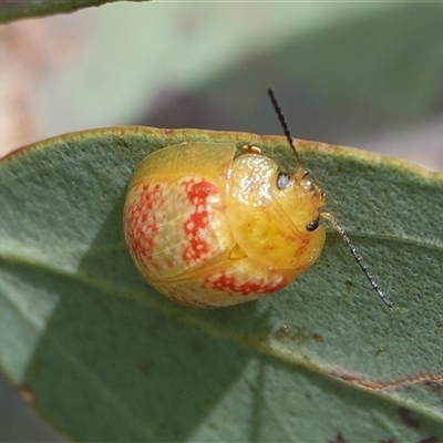 Paropsisterna fastidiosa (Eucalyptus leaf beetle) at Hall, ACT - 25 Jan 2025 by Anna123