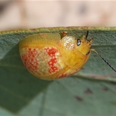 Paropsisterna fastidiosa at Hall, ACT - 25 Jan 2025 11:30 AM