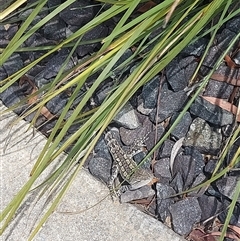 Amphibolurus muricatus at Wright, ACT - 25 Jan 2025 by GirtsO