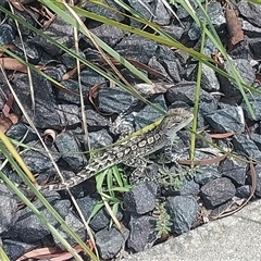 Amphibolurus muricatus at Wright, ACT - 25 Jan 2025 02:34 PM