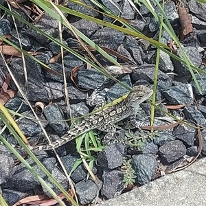 Amphibolurus muricatus at Wright, ACT - 25 Jan 2025 02:34 PM