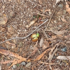 Unidentified Beetle (Coleoptera) at Braidwood, NSW - 12 Jan 2025 by DavidDedenczuk