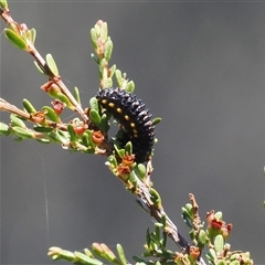 Paropsis augusta (A eucalypt leaf beetle) at Cotter River, ACT - 20 Jan 2025 by RAllen