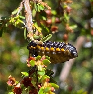 Paropsis augusta at Cotter River, ACT - 20 Jan 2025 12:55 PM