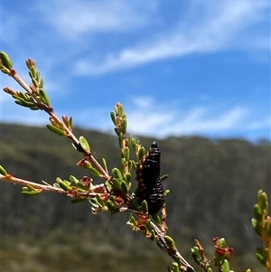 Paropsis augusta at Cotter River, ACT - 20 Jan 2025 12:55 PM