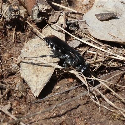 Crabroninae (subfamily) (Unidentified solitary wasp) at Leneva, VIC - 12 Jan 2025 by KylieWaldon