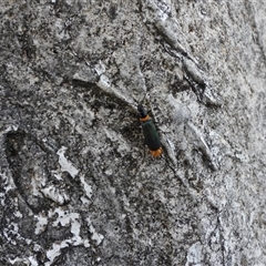 Chauliognathus lugubris (Plague Soldier Beetle) at Braidwood, NSW - 12 Jan 2025 by DavidDedenczuk