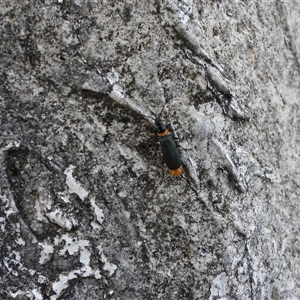 Chauliognathus lugubris (Plague Soldier Beetle) at Braidwood, NSW by DavidDedenczuk