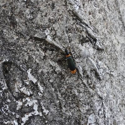 Chauliognathus lugubris (Plague Soldier Beetle) at Braidwood, NSW - 12 Jan 2025 by DavidDedenczuk