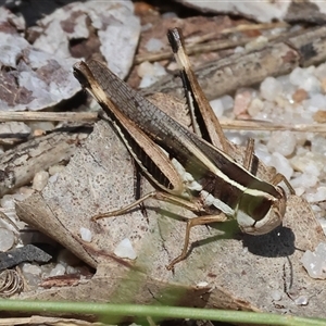 Macrotona australis at Leneva, VIC - 12 Jan 2025 09:58 AM