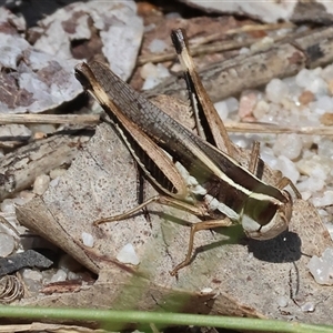 Macrotona sp. (genus) at Leneva, VIC by KylieWaldon