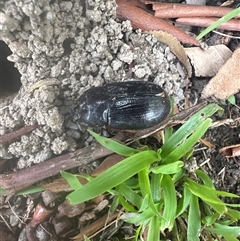 Dasygnathus sp. (genus) (Rhinoceros beetle) at Spence, ACT - 25 Jan 2025 by rasahjade