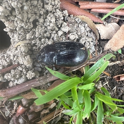 Dasygnathus sp. (genus) (Rhinoceros beetle) at Spence, ACT - 25 Jan 2025 by rasahjade