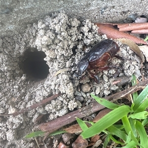 Dasygnathus sp. (genus) at Spence, ACT - suppressed