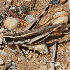 Macrotona sp. (genus) at Leneva, VIC - 11 Jan 2025 by KylieWaldon