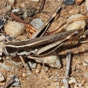 Macrotona australis at Leneva, VIC - 12 Jan 2025 10:03 AM