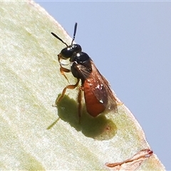 Exoneura sp. (genus) at Hall, ACT - 25 Jan 2025 by Anna123