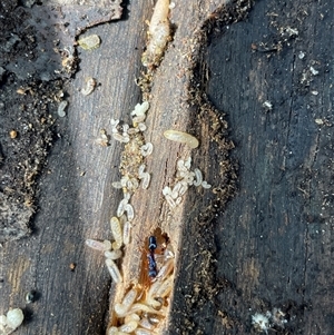 Rhytidoponera aspera (Greenhead ant) at Dunbogan, NSW by LPW