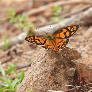 Heteronympha penelope at Braidwood, NSW - 12 Jan 2025 03:07 PM