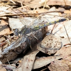 Orthetrum caledonicum (Blue Skimmer) at Leneva, VIC - 12 Jan 2025 by KylieWaldon