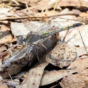 Orthetrum caledonicum (Blue Skimmer) at Leneva, VIC by KylieWaldon