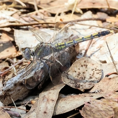 Orthetrum caledonicum (Blue Skimmer) at Leneva, VIC - 11 Jan 2025 by KylieWaldon