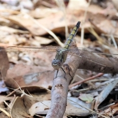 Orthetrum caledonicum at Leneva, VIC - 12 Jan 2025 10:04 AM