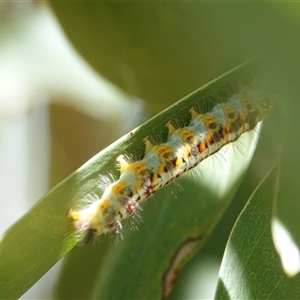 Lymantriinae (subfamily) (Unidentified tussock moths) at Hall, ACT by Anna123