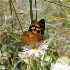 Heteronympha solandri at Cotter River, ACT - 20 Jan 2025 by RAllen