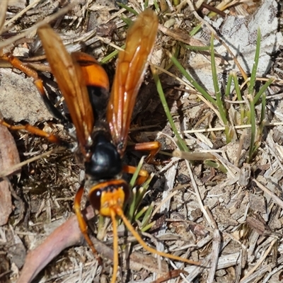 Cryptocheilus australis (Golden spider wasp) at Leneva, VIC - 12 Jan 2025 by KylieWaldon