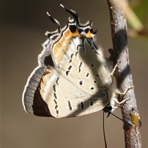 Jalmenus evagoras (Imperial Hairstreak) at Hall, ACT by Anna123