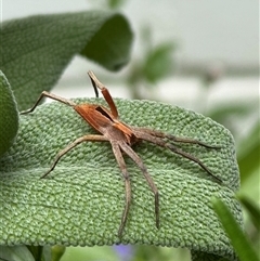 Argoctenus sp. (genus) (Wandering ghost spider) at Weetangera, ACT - 10 Jan 2025 by SarahE