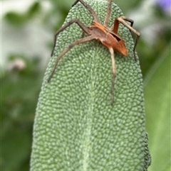 Argoctenus sp. (genus) at Weetangera, ACT - suppressed