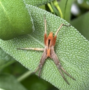 Argoctenus sp. (genus) at Weetangera, ACT - suppressed