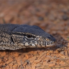 Varanus rosenbergi (Heath or Rosenberg's Monitor) at Mount Clear, ACT - 19 Jan 2025 by RangerRiley